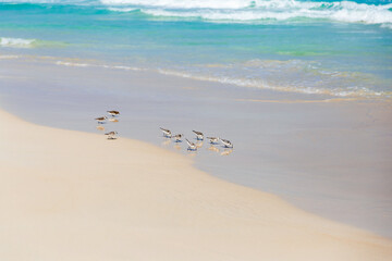 sanderlings on the beach, praia de chaves, boa vista,  cape verde