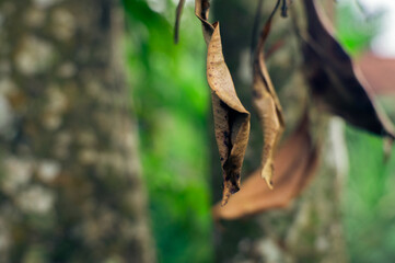 withered dry leaves that are old and about to fall