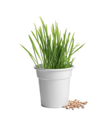 Fresh wheat grass in pot and seeds isolated on white