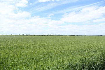 Beautiful field with ripening crop under cloudy sky