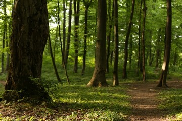 Beautiful trees, pathway and green grass in forest