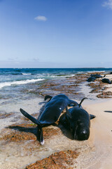 Image of dead dolphins on the beach, Boa Vista, Cape Verde,  printed on Printed Glass Splashbacks