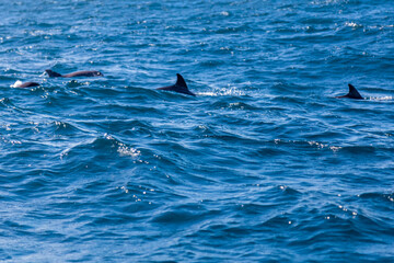 Naklejka premium dolphin in the water, cape verde, boa vista