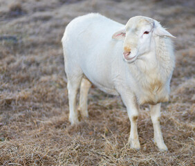 White Katahdin sheep ram on a winter paddock