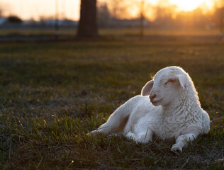 Sun's warm glow over a sheep lamb
