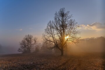 Vibrant gold sunrise over a rural landscape, with the sun casting warm rays through a tree and the...