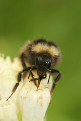 Closeup on an Early bumblbee, Bombus pratorum, on a white flower in the garden