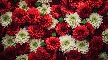 Contrasting Red And White Dahlias Creating A Vibrant Floral Mosaic For Decoration. Generative AI