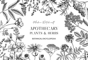 Apothecary plant frame design. Witchcraft book cover. Herbal remedies, medicinal plants, natural medicine hand-drawn vector illustration. Vinatge herbs background. NOT AI generated © sketched-graphics