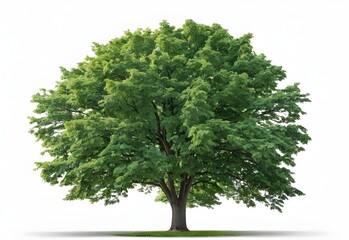 Green wide tree cut out white background international tree day pic beautiful winter season pic 