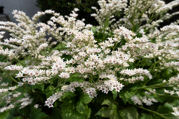 Blooming Mukdenia Rossii