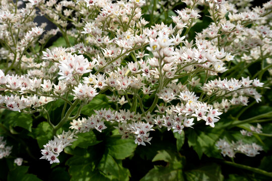 Blooming Mukdenia Rossii