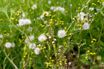 Senecio vulgaris, known by the common name groundsel.