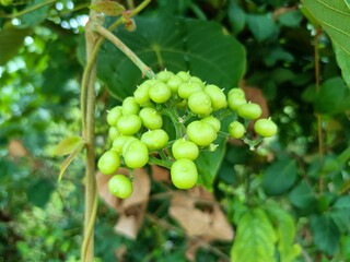 Image of beautiful green colored seeds