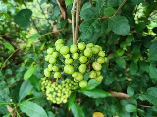 Image of beautiful green colored seeds