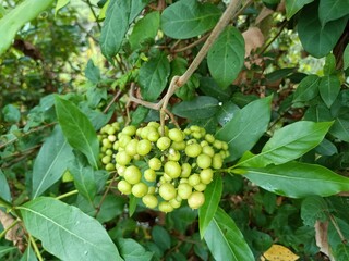Image of beautiful green colored seeds