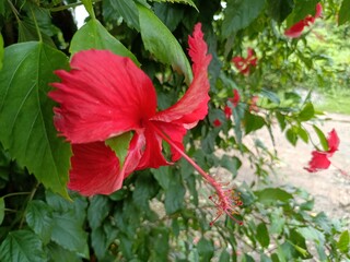 Hibiscus is a genus of flowering plants in the mallow family, Malvaceae.