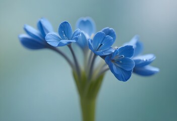Macro close up of a blue flower