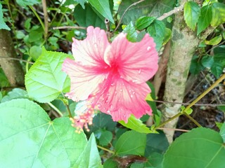 Hibiscus is a genus of flowering plants in the mallow family, Malvaceae.