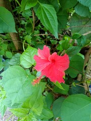 Hibiscus is a genus of flowering plants in the mallow family, Malvaceae.
