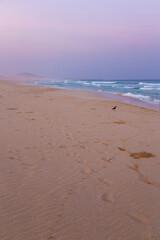 bird on the beach, boa vista, cape verde