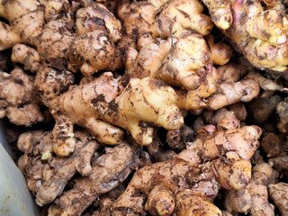 Fresh ginger displayed and sold in traditional markets.