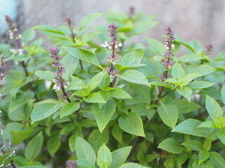 Sweet basil is light green with wide leaves while Thai basil has purple stems and flowers and spear-like leaves