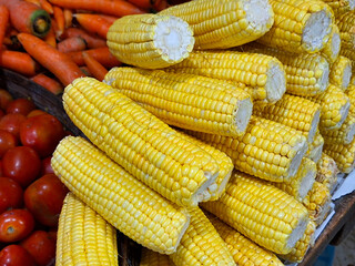Large piles of corn were placed in the fields from the collection. Agriculture corn harvesting farming on field.