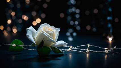 Bouquet of white rose and baby's breath on black background
