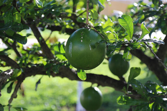 Fruit of Crescentia cujete, Mexico