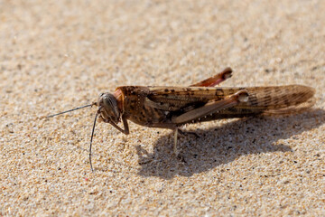 locust on the sand, cape verde, boa vista