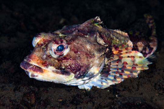 Shorthorn sculpin from Norway