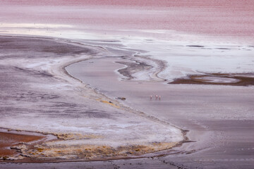 Landscapes of Bolivia. A beautiful view of the Colorada lagoon. Bolivia