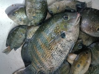 The green chromide is a species of cichlid fish that is native to fresh and brackish water habitats in some parts in India such as Kerala, Goa, Chilika Lake in Odisha and Sri Lanka.