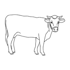 Vector linear full-length portrait of a cow on a white background. Cow drawn in cartoon style.