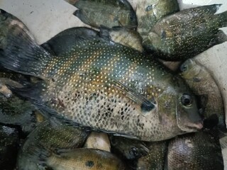 The green chromide is a species of cichlid fish that is native to fresh and brackish water habitats in some parts in India such as Kerala, Goa, Chilika Lake in Odisha and Sri Lanka.