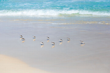 birds on the beach, praia de chaves, boa vista,  cape verde