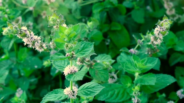 mint bloom in the garden. Selective focus.
