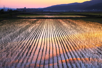 朝焼け映る田園風景