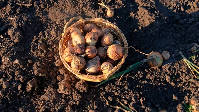collects onions in a basket in the garden. Selective focus.
