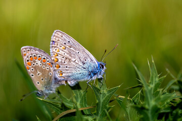 butterfly on grass