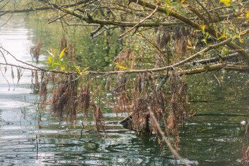 Baum knapp über der Wasseroberfläche, Möhnesee, Deutschland, NRW, Sauerland