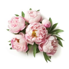 Pink peonies clipart, spring wedding flowers clipart.