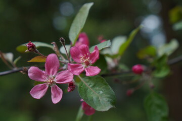 apple tree branch with pink flowers on a background of green leaves macro