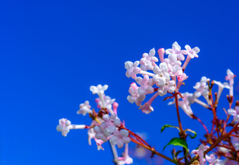 Viburnum farreri - inflorescence with pink flowers in the garden on a background of against the background of blue sky, Ukraine