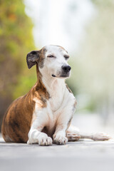 Portrait of a Brown and White Mixed Breed Dog (Galgo Cross) with Copy Space in a Blurred Park...