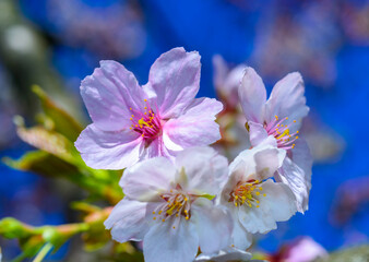 White and pink flowers of the sakura (wild cherry) tree against the blue sky in the garden, Ukraine