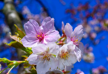 White and pink flowers of the sakura (wild cherry) tree against the blue sky in the garden, Ukraine