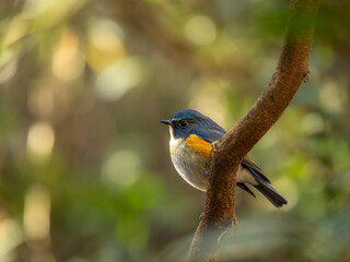 深い藪の奥でリラックスしているルリビタキの雄