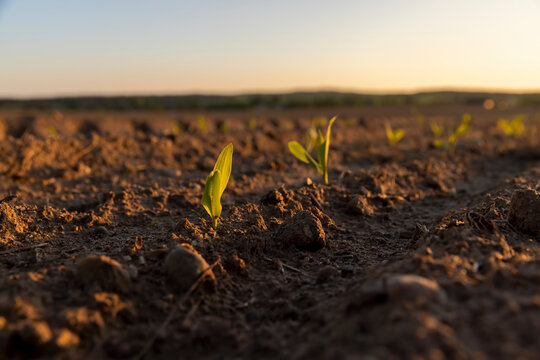 an agricultural field with corn during sunset